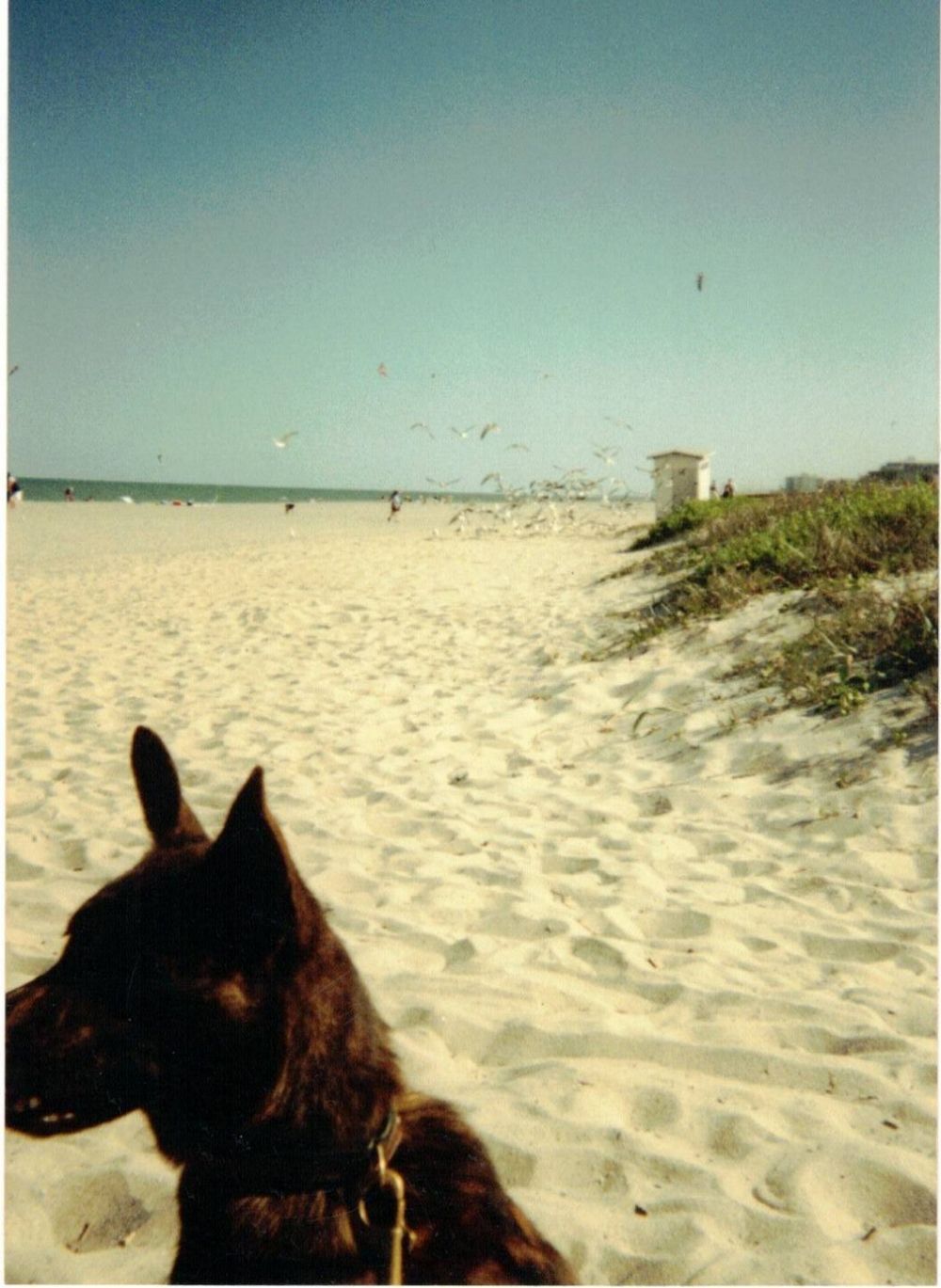 Lucy watching seagulls on a sandy beach
