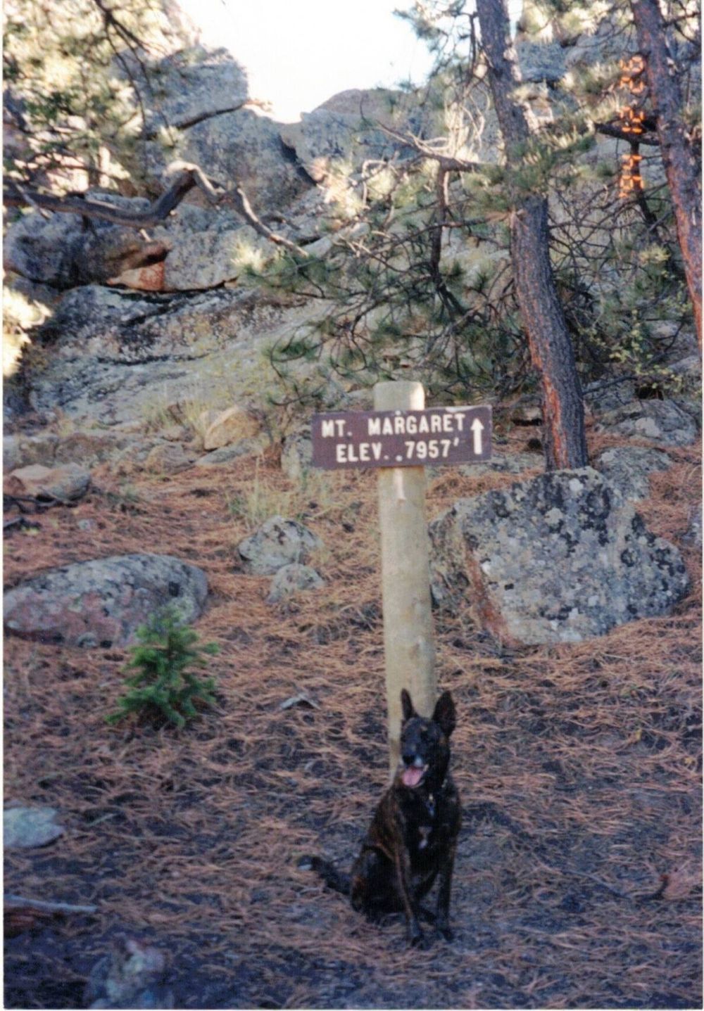 Lucy on the trail at Mt. Margaret, elevation 7,957 feet