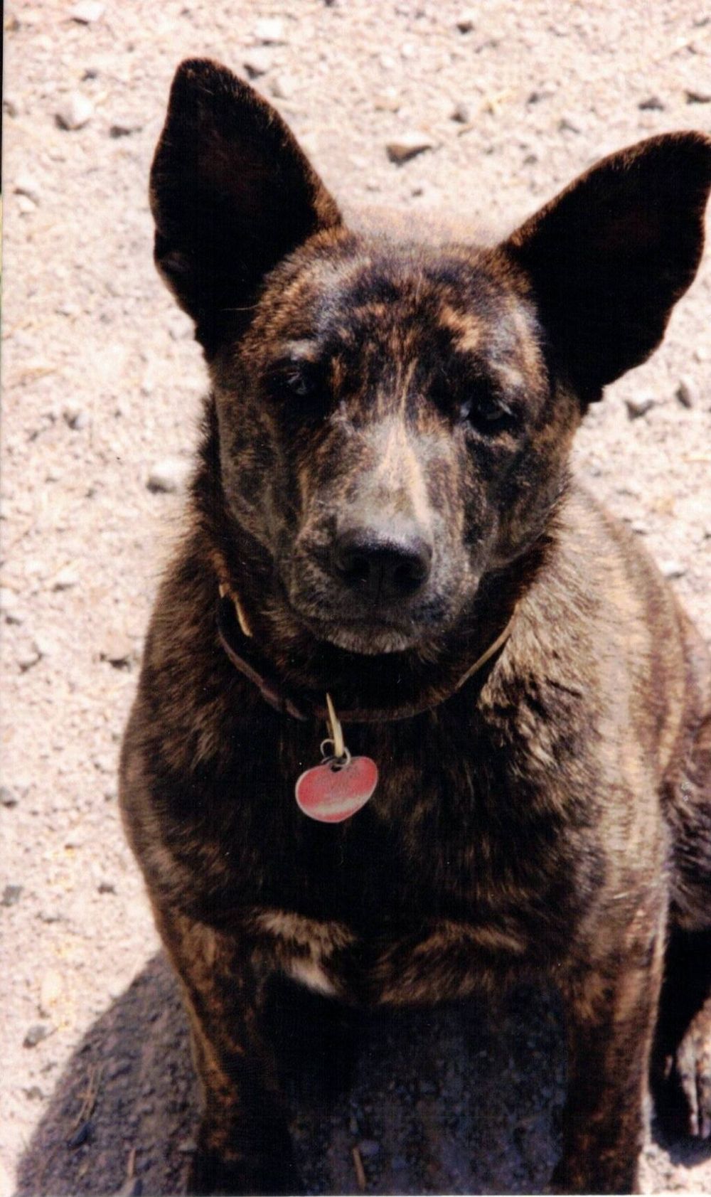 Close-up portrait of Lucy, a brindle dog with large pointy ears