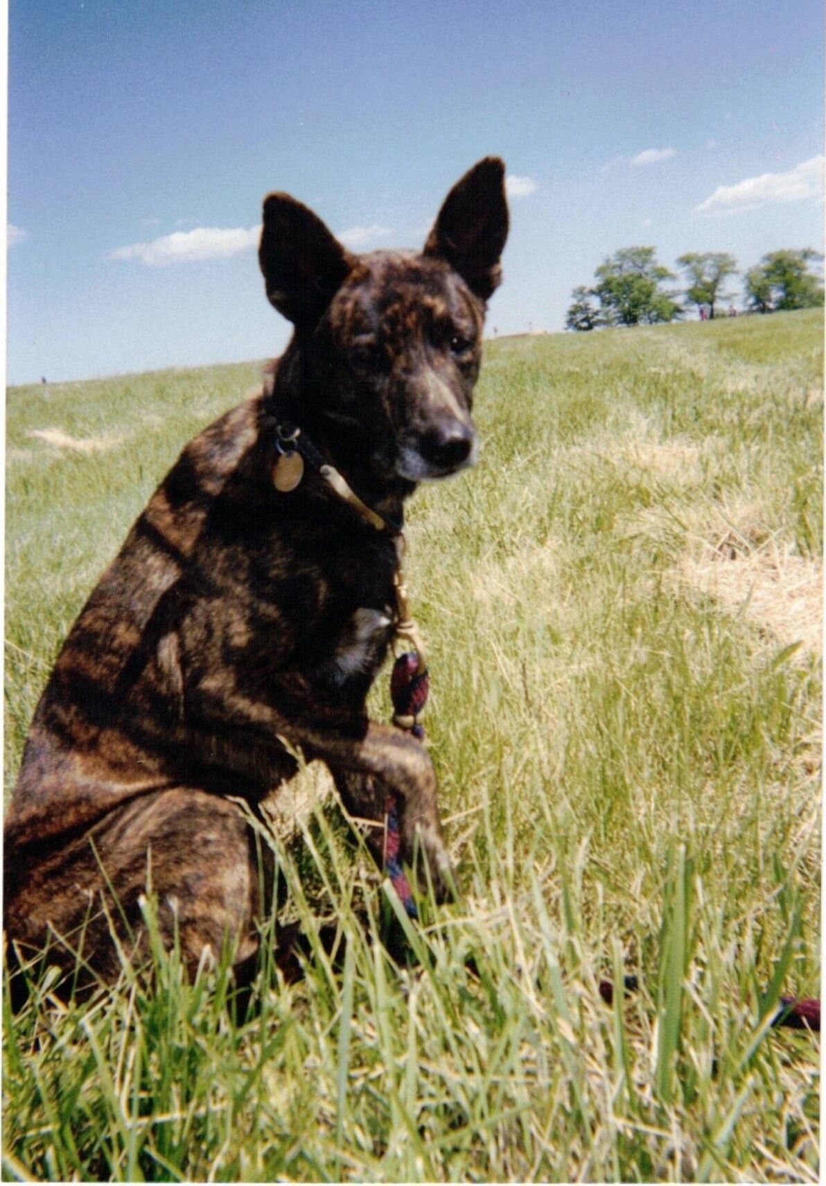Lucy the brindle dog sitting in a Midwest prairie
